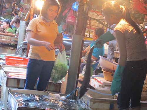 Cá tầm Trung Quốc bày bán đầy chợ Nghĩa Tân, quận Cầu giấy, TP Hà Nội với giá chỉ 160.000 đồng/kg