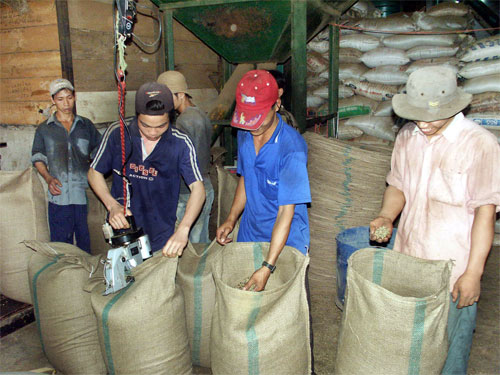 Hoạt động XK cà phê của VN luôn bị các nhà đầu cơ quốc tế thao túng, chính vì thế mặc dù là nước XK cà phê lớn nhất nhì thế giới nhưng chúng ta vẫn phải chịu cảnh được mùa - mất giá - tinkinhte.com