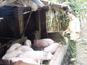 Người chăn nuôi đang lao đao vì dịch lợn tai xanh. Ảnh: Phạm Anh