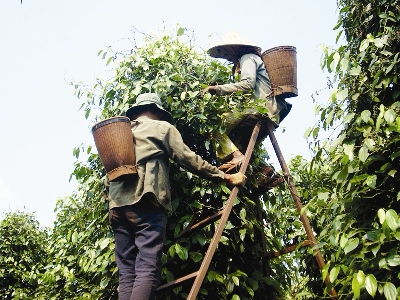 Thu hoạch tiêu ở Chư Sê