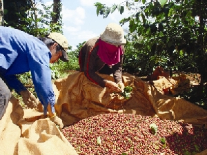 Điệp khúc cà phê chín rộ thì thiếu nhân công