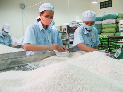 Xuất khẩu gạo năm 2010 ước đạt 6,5 triệu tấn (trong ảnh chế biến gạo ở Tổng Cty Lương thực miền Bắc)