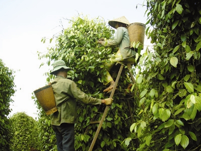 Thu hoạch tiêu ở Gia Lai 	 