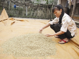 Chị Phan Thị Hoàn cố vớt vát một ít lúa giống ẩm ướt còn sót lại - 