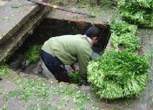 Người bán thường rửa qua rau trước khi đưa ra chợ bán tại các ao hồ, cống rãnh. Ảnh: VOV