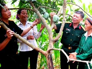 Giống xoài mới năng suất cao được cán bộ đội chuyển giao kỹ thuật trồng và chăm sóc cho người dân địa phương