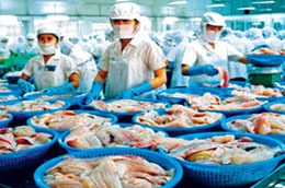 Cá tra Việt Nam đã có mặt ở 127 quốc gia và vùng lãnh thổ. - tinkinhte.com