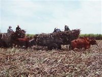 Vận chuyển mía bằng xe bò ở Tây Ninh - tinkinhte.com