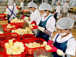 Chế biến dứa xuất khẩu tại Công ty cổ phần thực phẩm xuất khẩu Đồng Giao, Ninh Bình. - tinkinhte.com