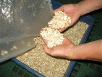 Thời điểm cuối năm nhu cầu về điều ở các thị trường xuất khẩu tăng mạnh. - tinkinhte.com