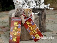 Năm Cọp được cho là năm để kiếm tiền, không phải năm dành cho việc kết hôn và sinh con. - tinkinhte.com