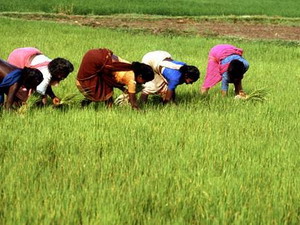 Nông nghiệp là lĩnh vực có triển vọng nhất về quan hệ tương tác cùng có lợi giữa đầu tư FDI và đầu tư trong nước. - tinkinhte.com