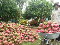 Xuất khẩu thanh long Bình Thuận đi Mỹ đang trên đà giảm. - tinkinhte.com