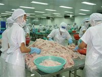 Chế biến cá tra xuất khẩu tại nhà máy của Công ty cổ phần Hùng Vương ở Tiền Giang. - tinkinhte.com