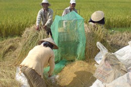 Năm 2009 sản lượng lúa đạt 38,9 triệu tấn, tăng 116 nghìn tấn so với năm 2008. - tinkinhte.com