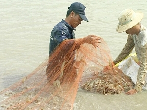 Thu hoạch tôm sú ở xã Mỹ Long Nam