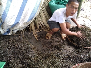 Chế biến chè bẩn	 Ảnh: N.T