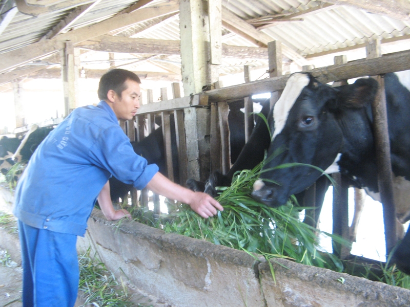 Bảo hiểm tối đa cho một con bò sữa là 35 triệu đồng	Ảnh: Phạm Anh