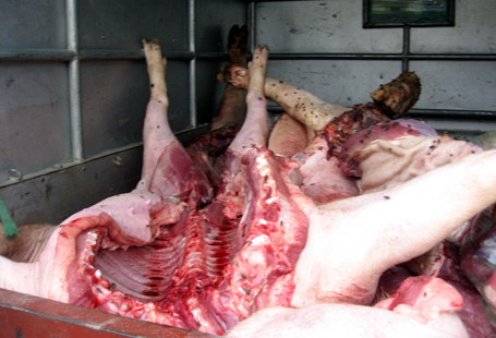 Thịt lợn mắc bệnh tai xanh bị lực lượng chức năng phát hiện trên xe ô tô tải.