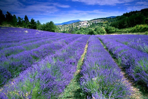 Provence - xứ sở hoa tím tỏa hương