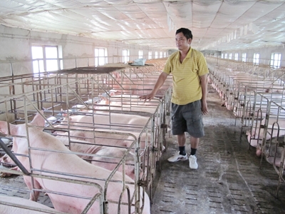 Ông Phùng Văn Mỵ thẫn thờ bên đàn lợn nuôi lớn mà không bán được vì giá quá thấp            Ảnh: Phạm Anh