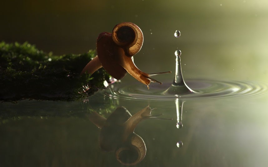 Chú ốc sên nhỏ bám trên một cây nấm và vươn mình ra để chạm vào giọt nước