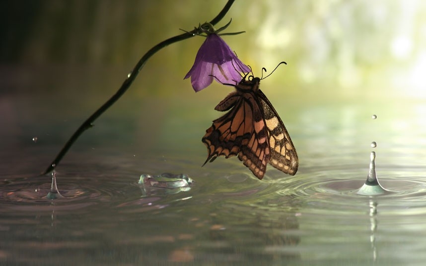 Chú bướm bám lấy bông hoa và mặt nước đang bắn lên những giọt nước