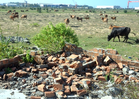 Hàng trăm ha đất từ các dự án bỏ hoang đang trở thành bãi chăn thả bò của người dân ở Khu kinh tế Dung Quất