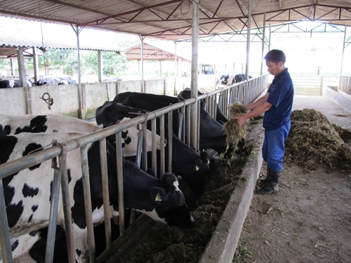 Nguyễn Văn Quang trở thành tỷ phú trẻ nhờ nuôi bò sữa