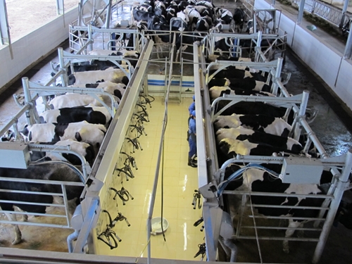 Khu vắt sữa hiện đại tại Trung tâm bò giống của Cty CP Giống bò sữa Mộc Châu