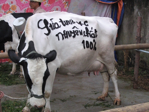 Người chăn nuôi bò ở Mộc Châu khẳng định thương hiệu sữa sạch, nguyên chất của mình trên chú bò dự thi Hoa hậu bò sữa do Cty tổ chức vào ngày 15-10 hàng năm. 