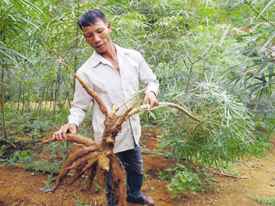 Nông dân huyện Tân Sơn (Phú Thọ) không biết bán sắn cho ai, vì nhà máy ethanol chậm tiến độ Ảnh: Phạm Anh